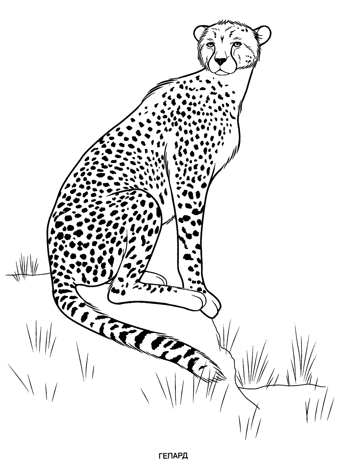 75 Coloring Book Animals Printable 3