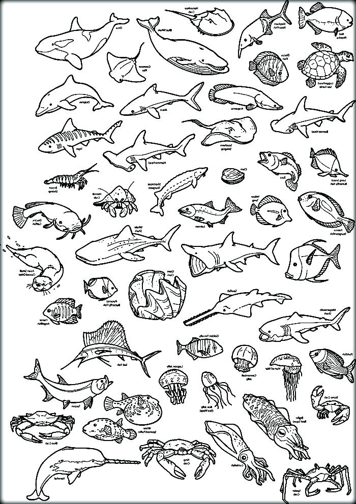 75 Coloring Pages Of Ocean Animals 3