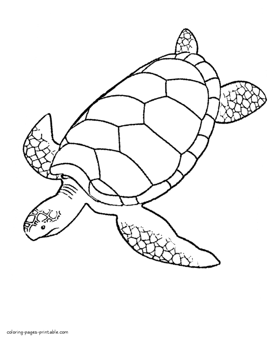 75 Coloring Pages Of Ocean Animals 4