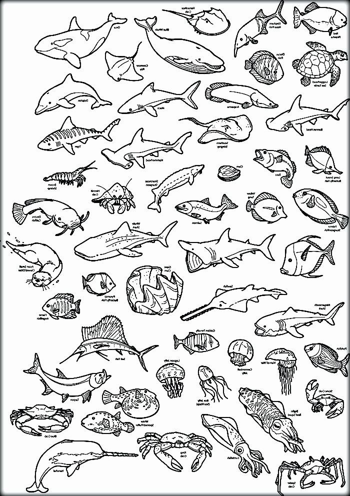 75 Coloring Pages Of Ocean Animals 6