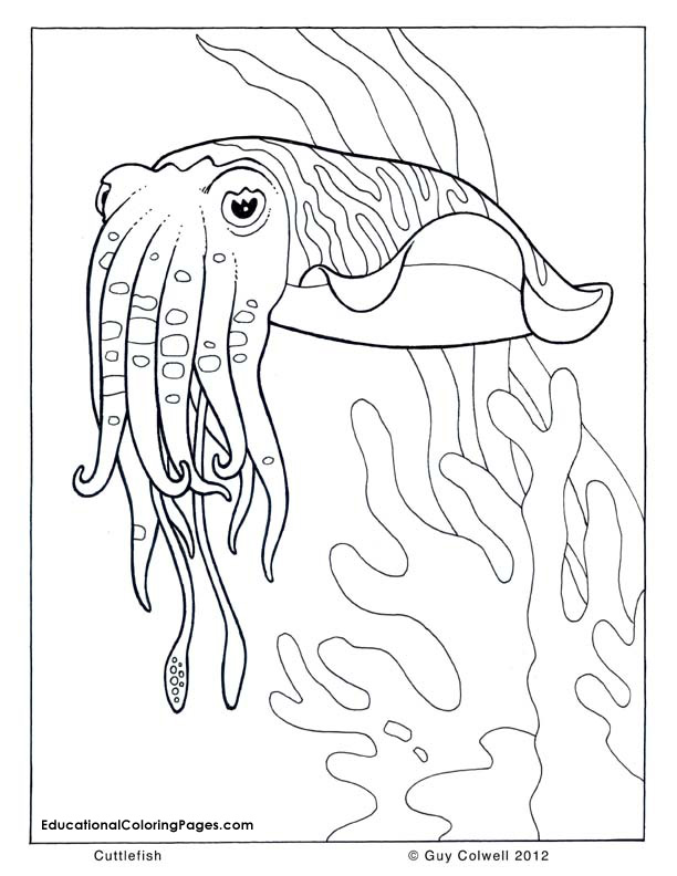 75 Coloring Pages Of Ocean Animals 80