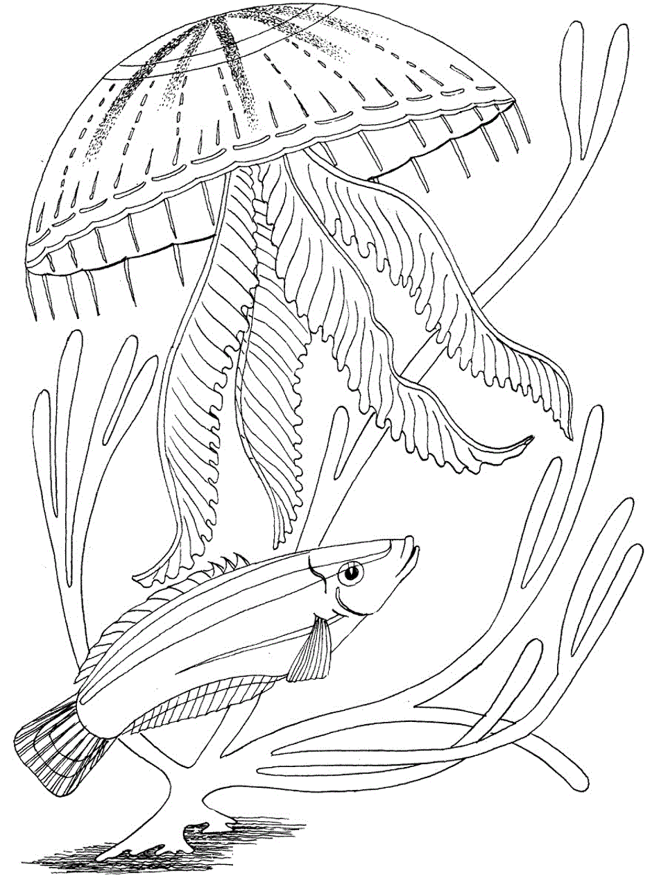 75 Coloring Pages Of Ocean Animals 81