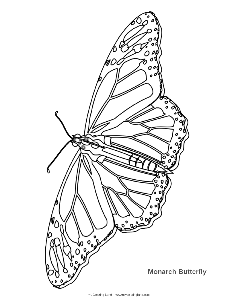 Coloring Picture Of A Butterfly 26