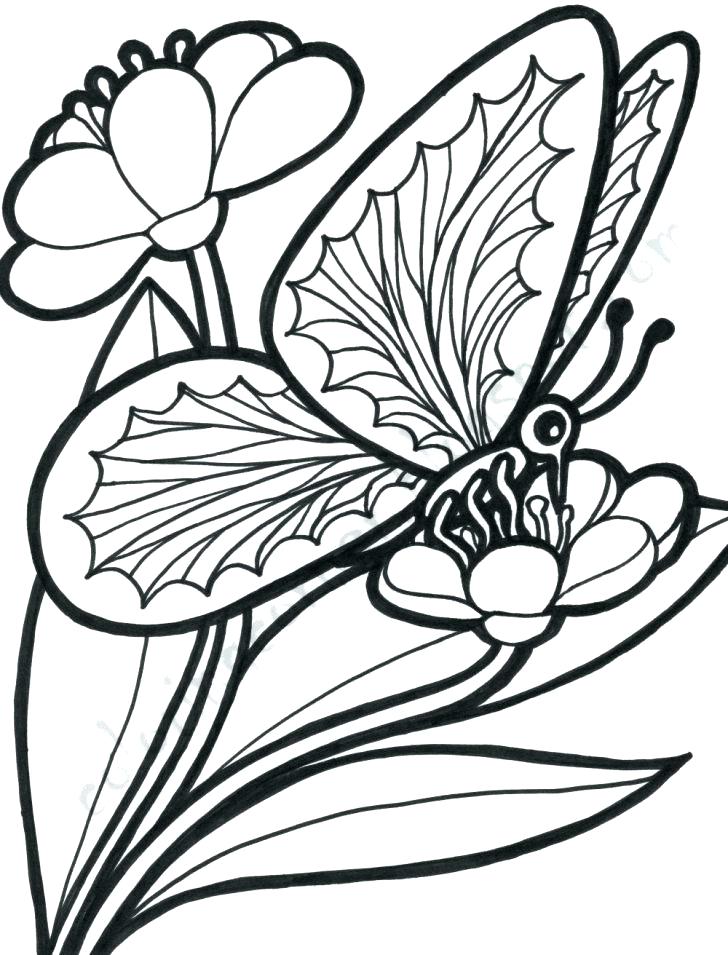 Coloring Picture Of A Butterfly 31