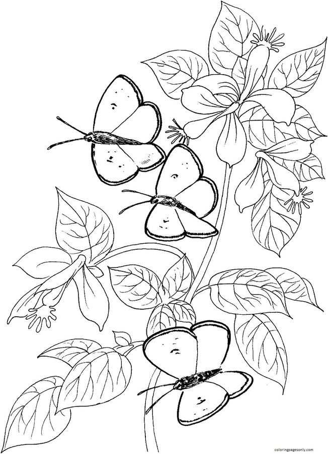 Coloring Picture Of A Butterfly 32