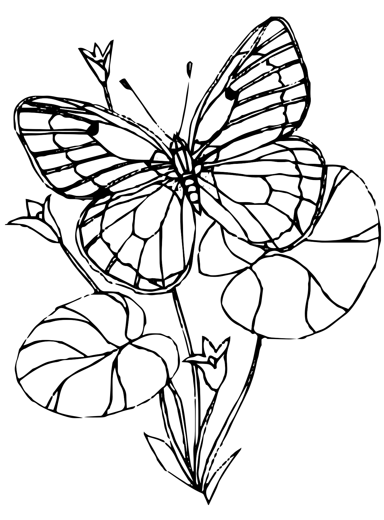 Coloring Picture Of A Butterfly 36