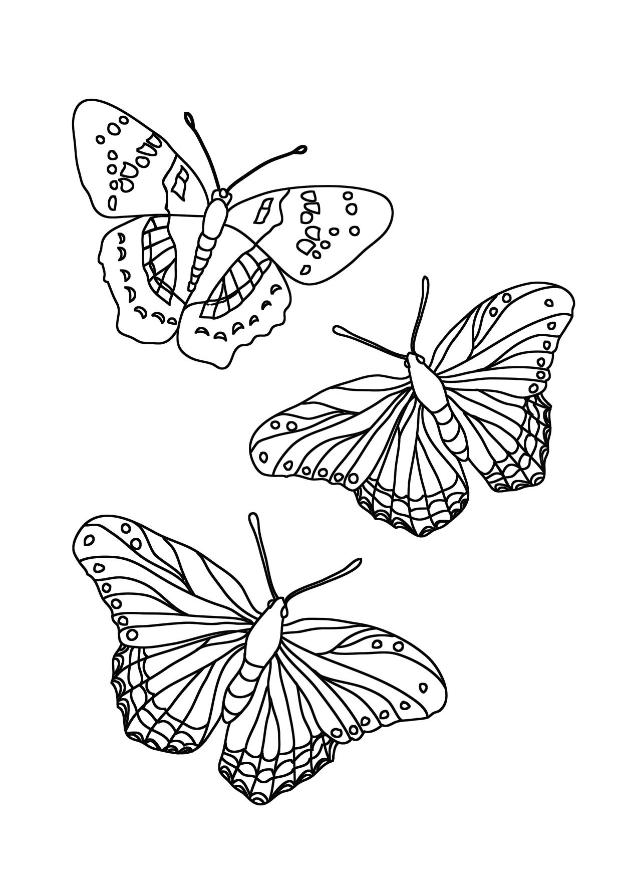 Coloring Picture Of A Butterfly 43