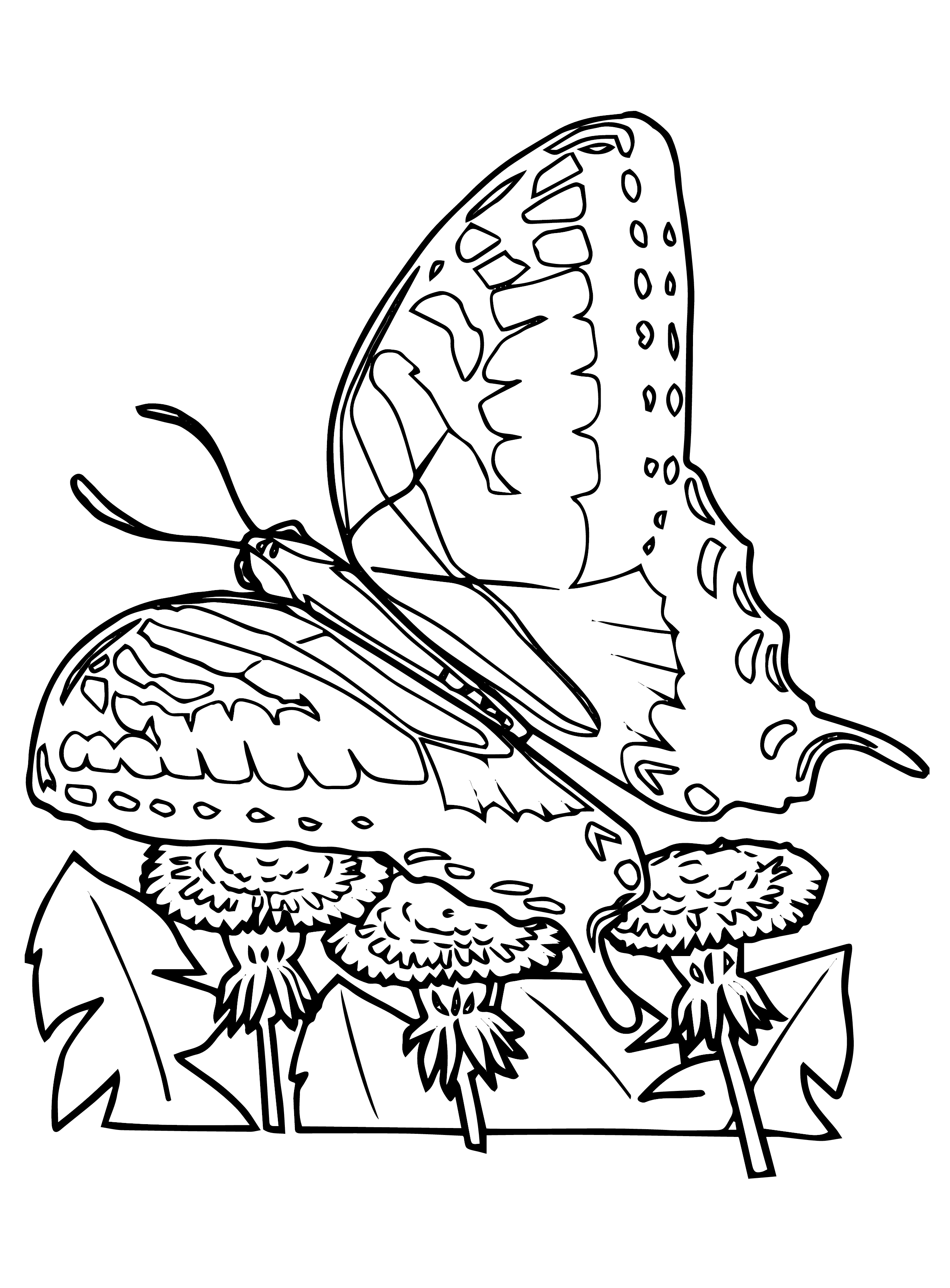 Coloring Picture Of A Butterfly 62