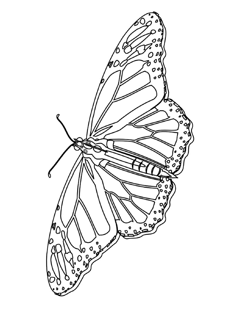 Coloring Picture Of A Butterfly 63