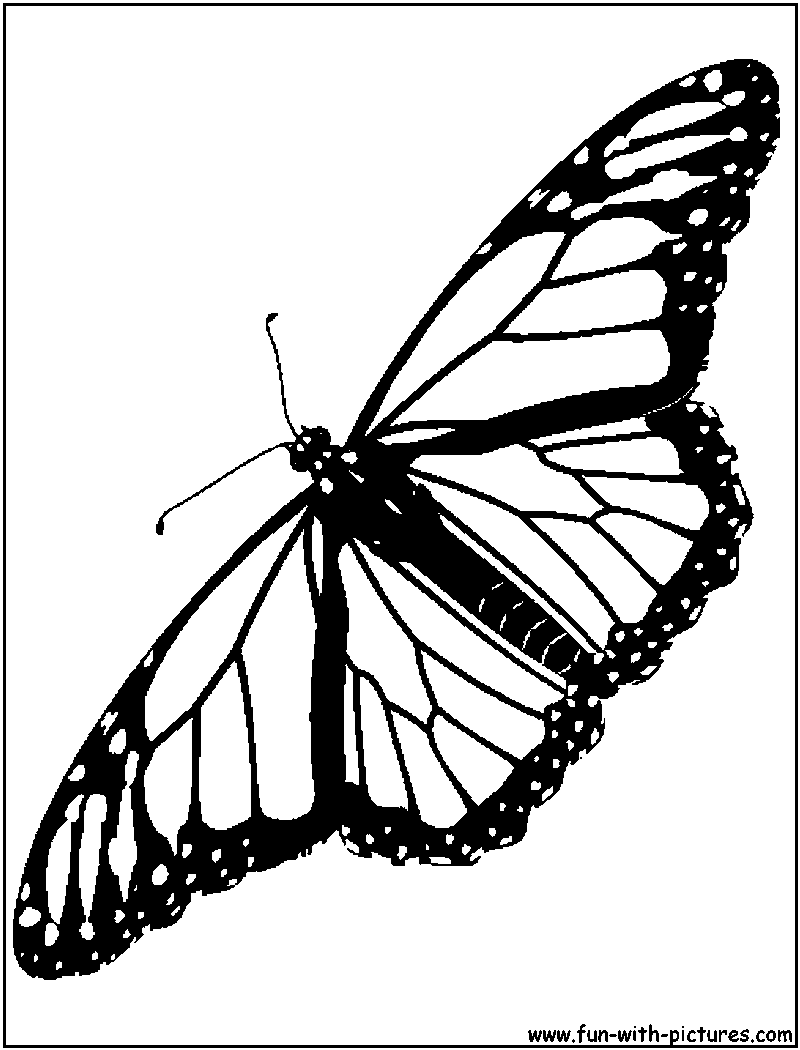 Coloring Picture Of A Butterfly 69