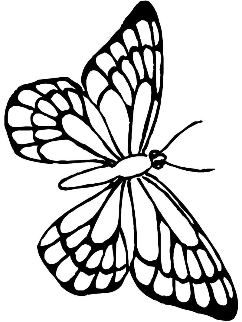 Coloring Picture Of A Butterfly 74