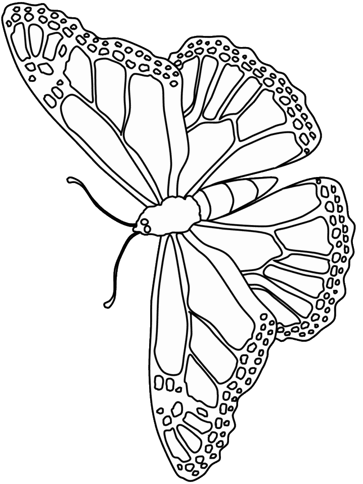 Coloring Picture Of A Butterfly 81