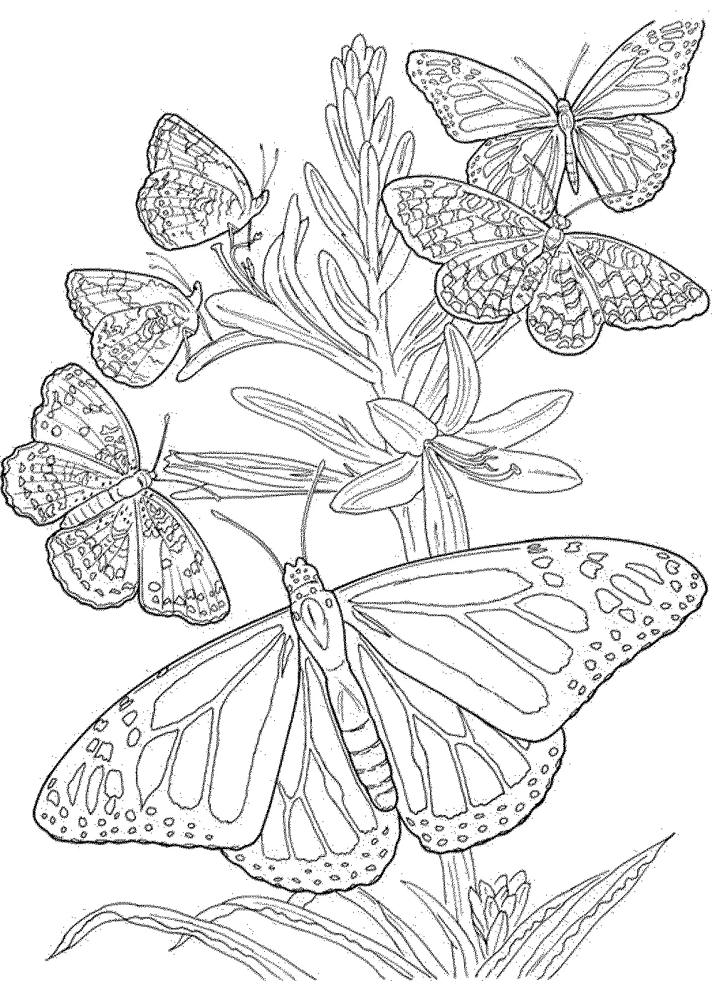 Coloring Picture Of A Butterfly 84