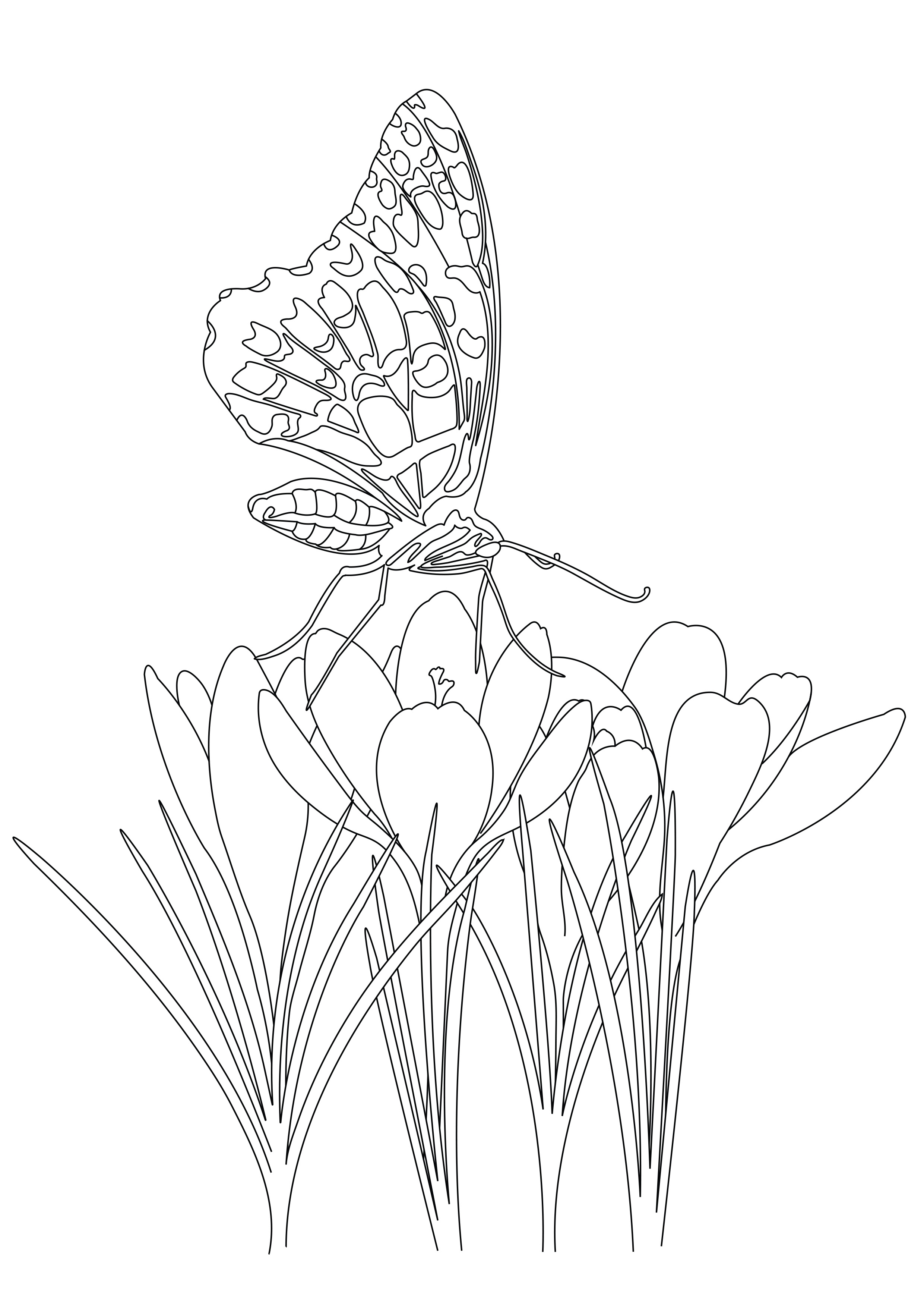 Coloring Picture Of A Butterfly 9