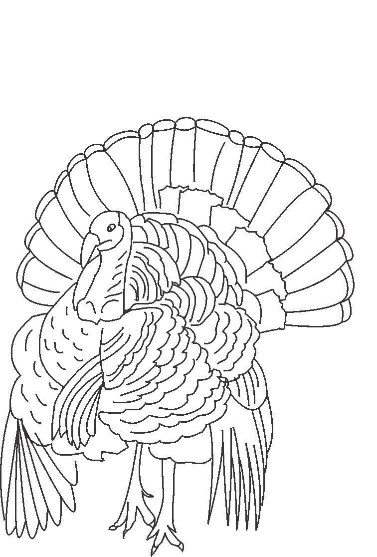 35 Coloring Picture Of A Turkey 14