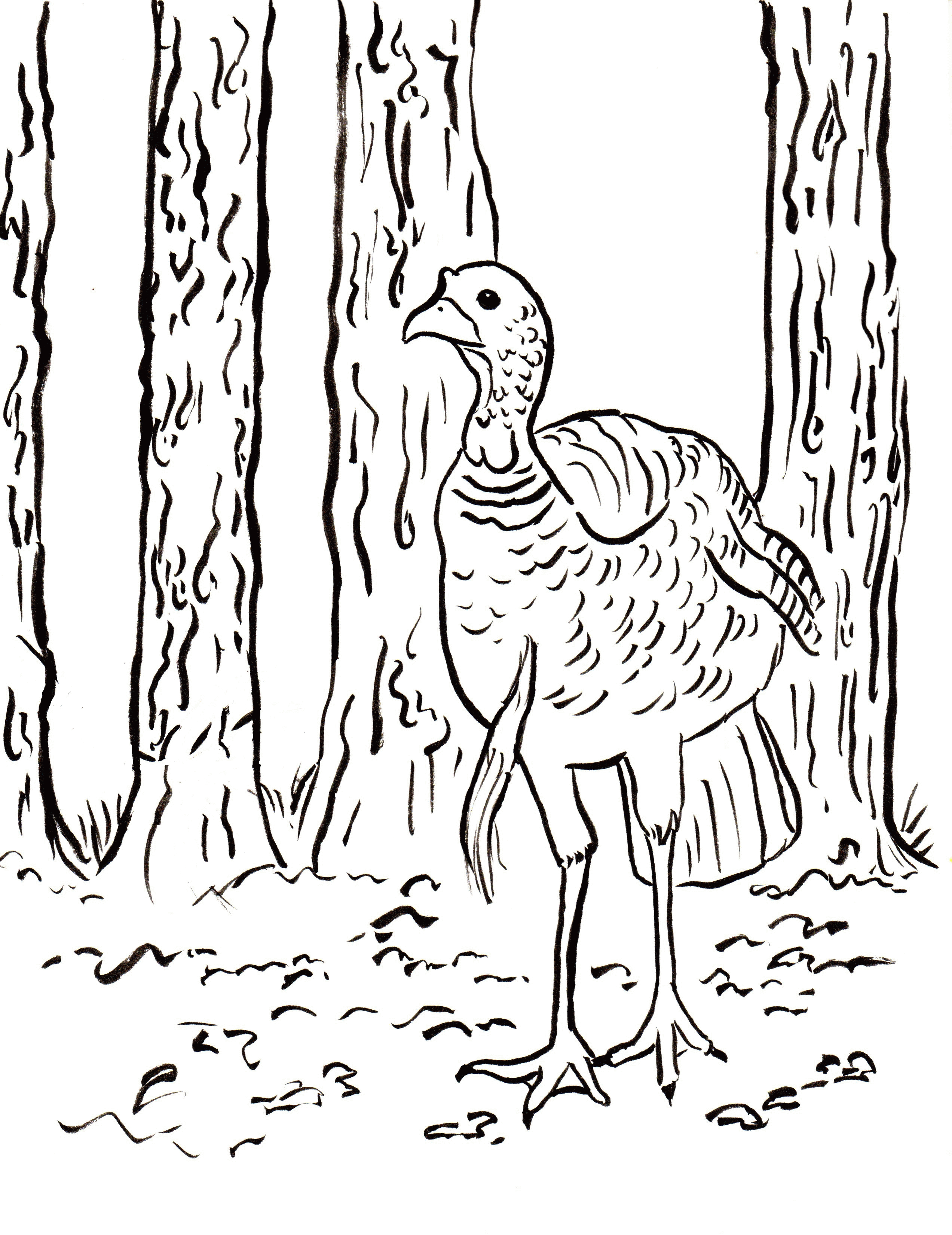 35 Coloring Picture Of A Turkey 18