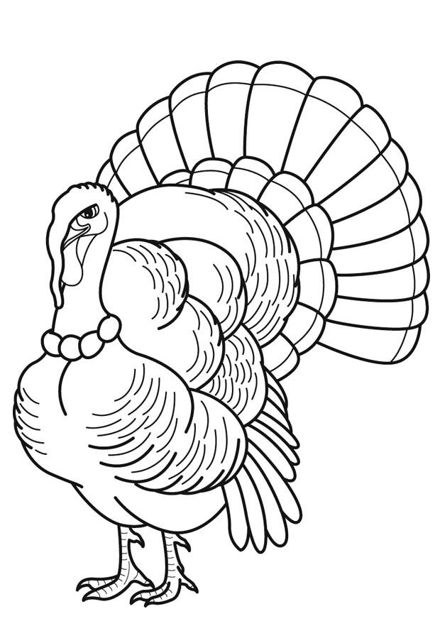 35 Coloring Picture Of A Turkey 48