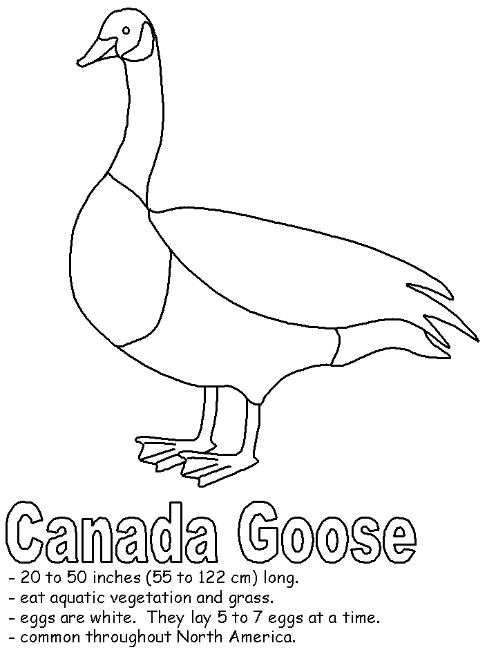 45 Goose Coloring Page 11