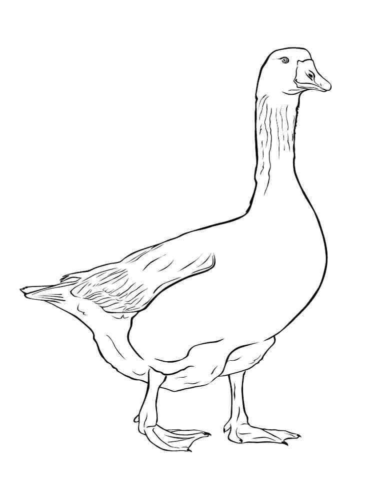 45 Goose Coloring Page 15