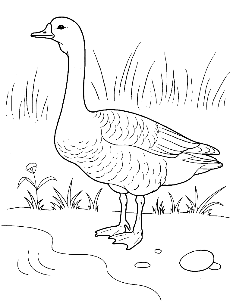 45 Goose Coloring Page 3