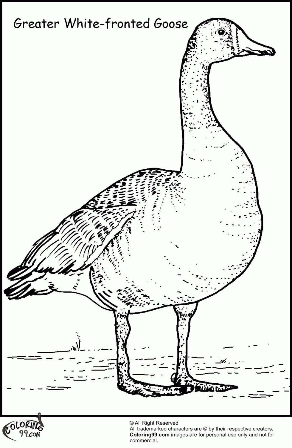 45 Goose Coloring Page 37