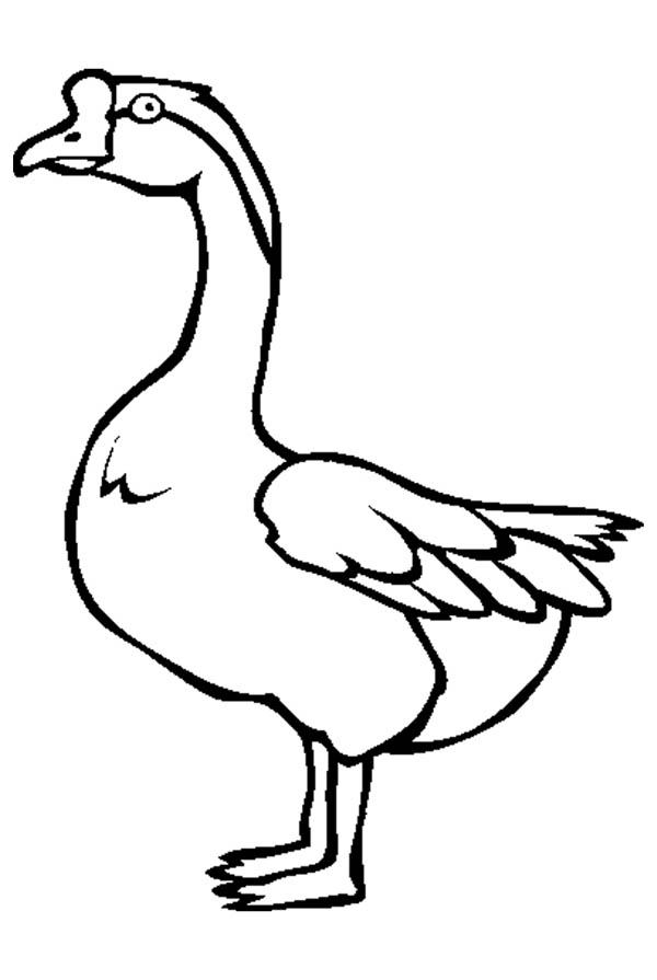 45 Goose Coloring Page 41