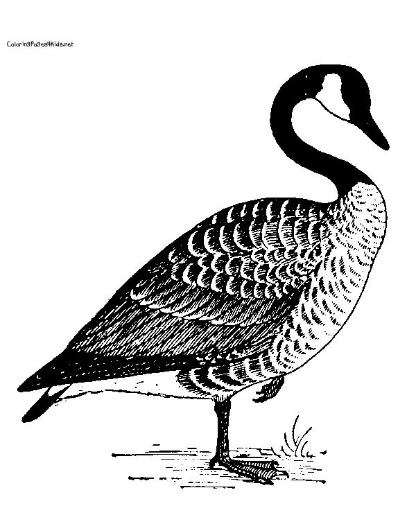 45 Goose Coloring Page 42