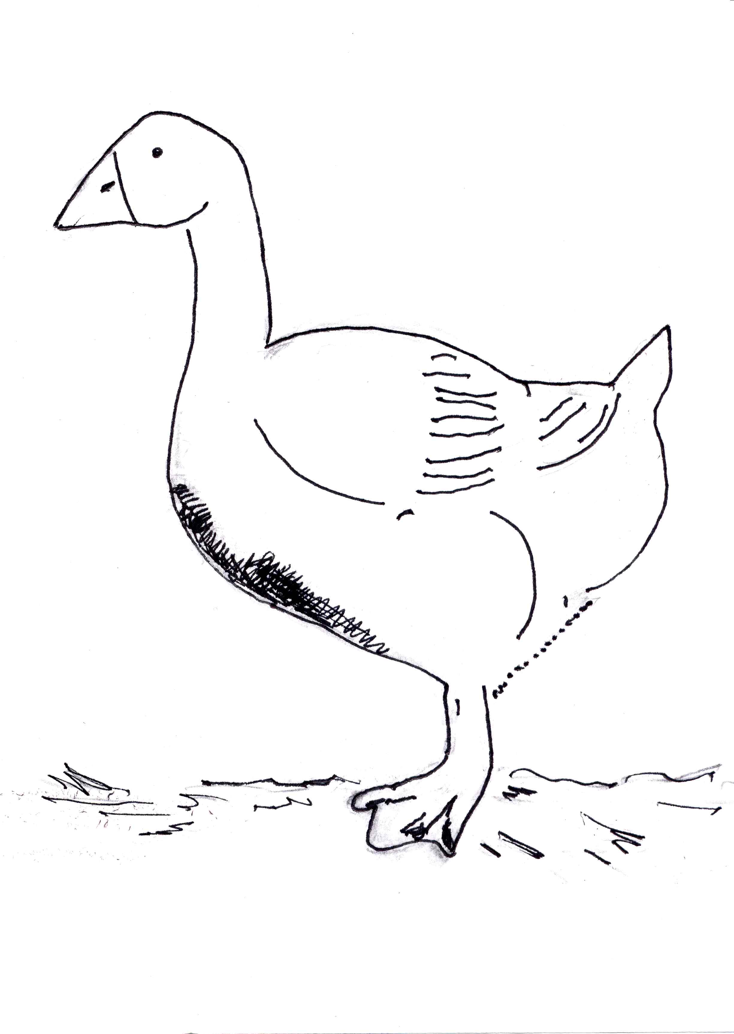 45 Goose Coloring Page 50