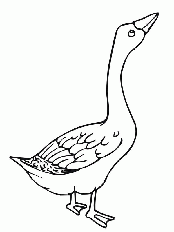 45 Goose Coloring Page 52