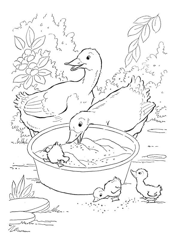 55 Coloring Sheet Duck 23