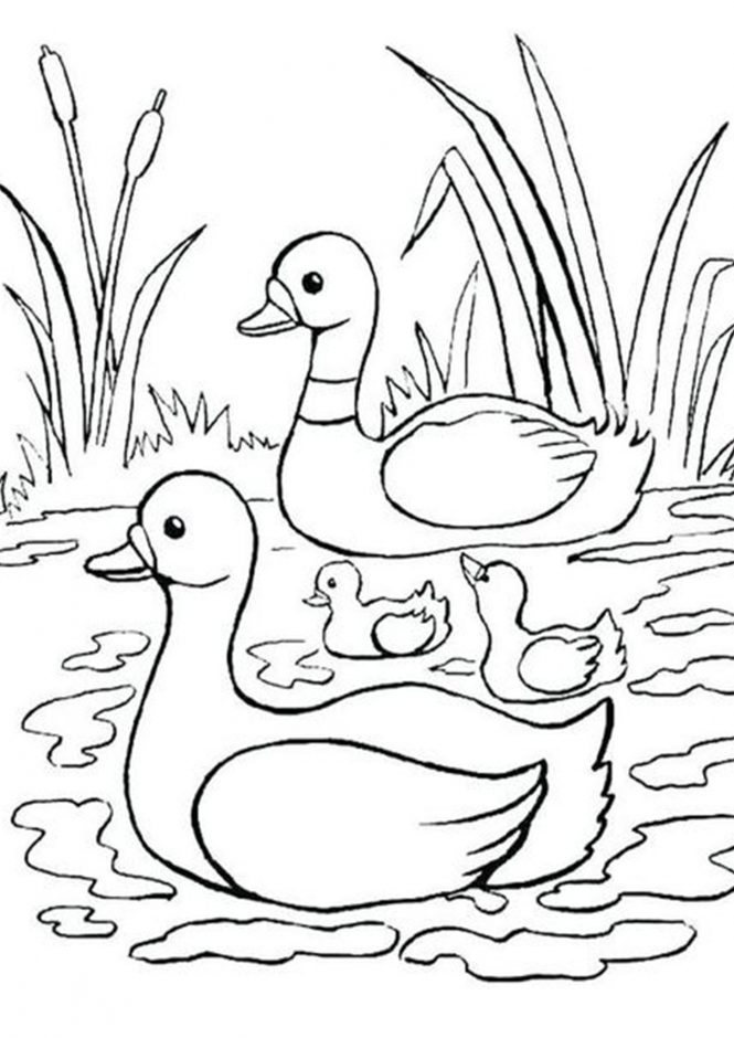 55 Coloring Sheet Duck 35