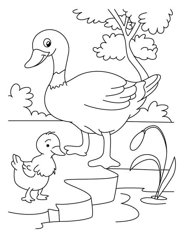 55 Coloring Sheet Duck 36