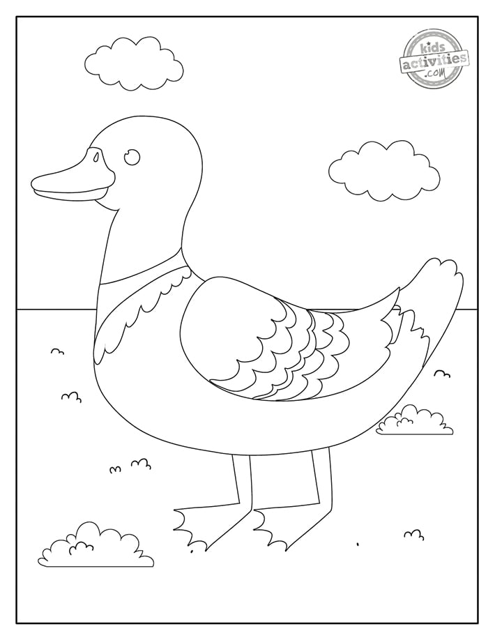 55 Coloring Sheet Duck 37