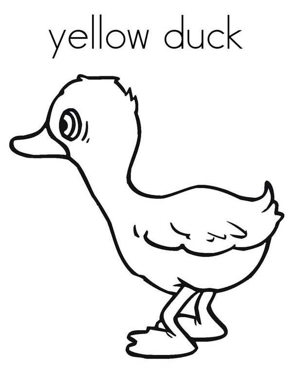 55 Coloring Sheet Duck 38