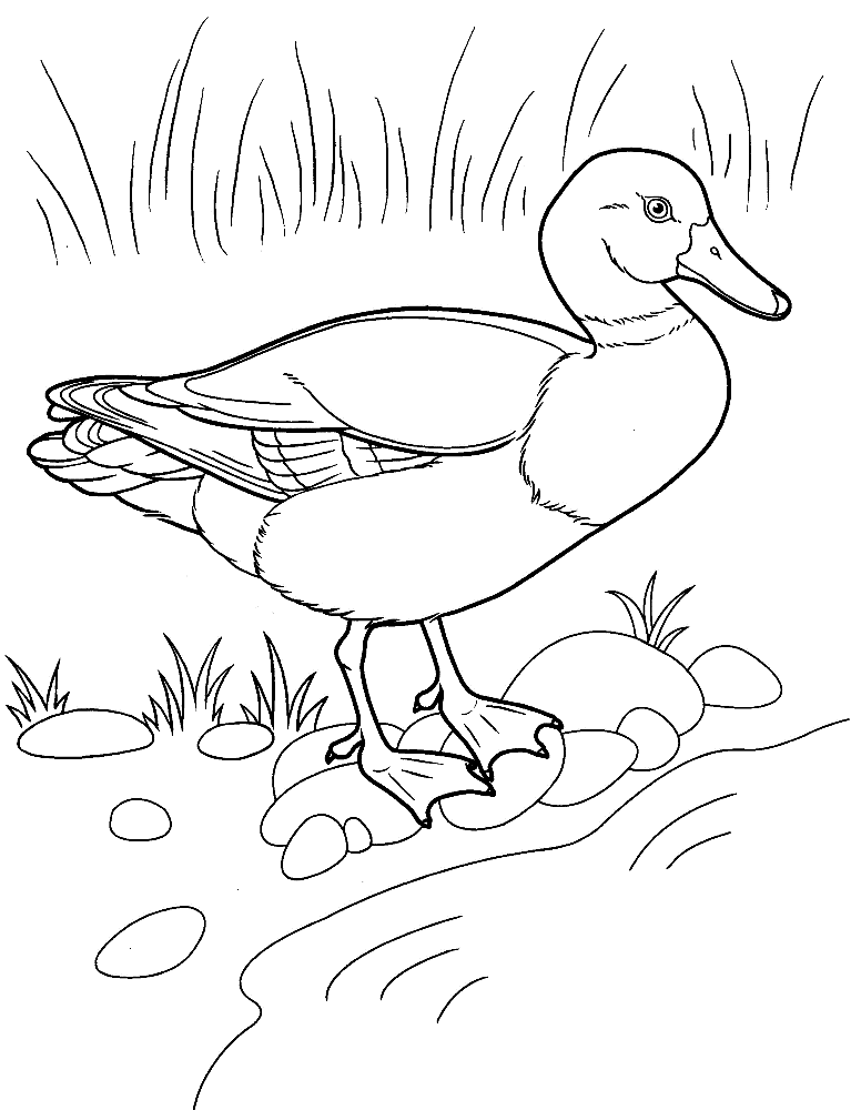 55 Coloring Sheet Duck 43