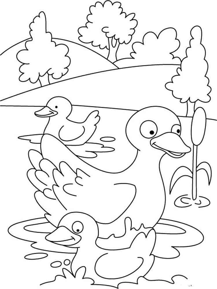 55 Coloring Sheet Duck 45