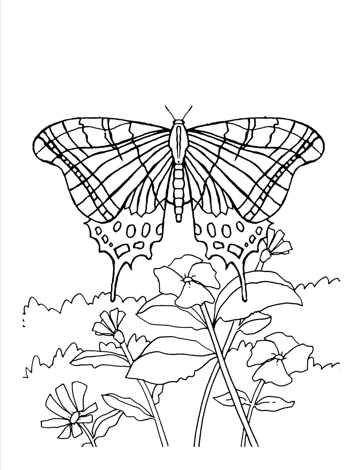 60 Butterfly Coloring Pages For Preschool 38