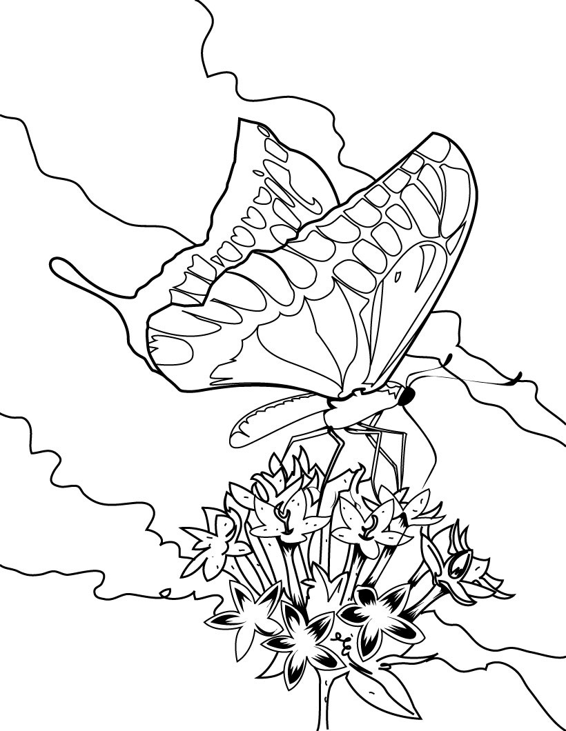 60 Butterfly Coloring Pages For Preschool 6