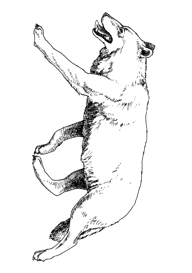 90 Printable Coloring Picture Of A Wolf 15