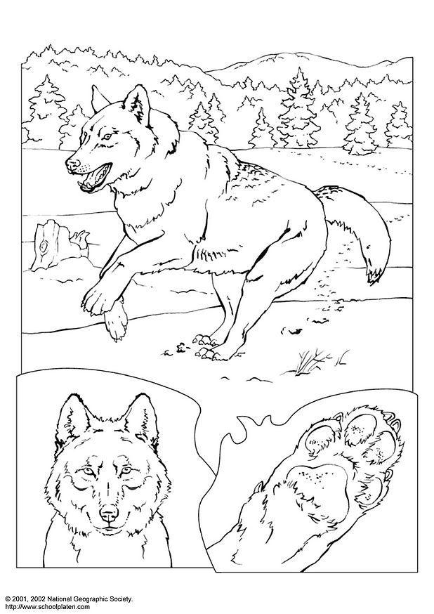 90 Printable Coloring Picture Of A Wolf 18