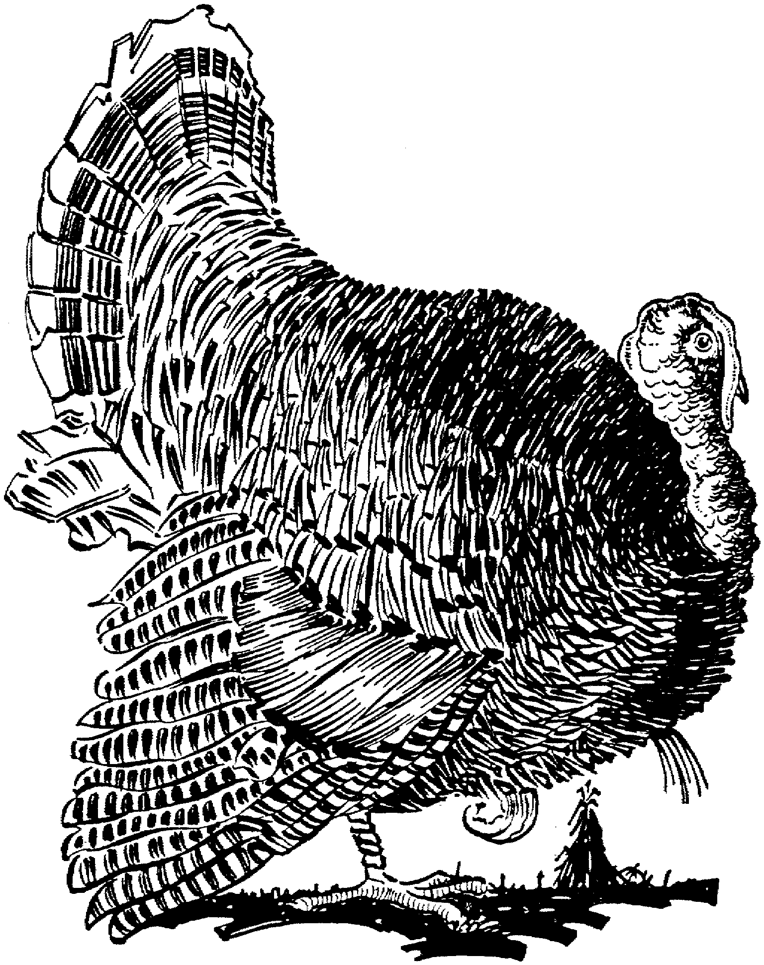 90 Printable Preschool Turkey Coloring Pages 43