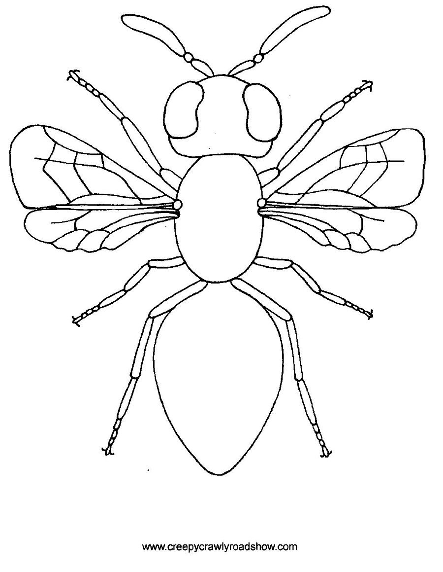 Get 85 Insect Coloring Pages Preschool Ideas 2