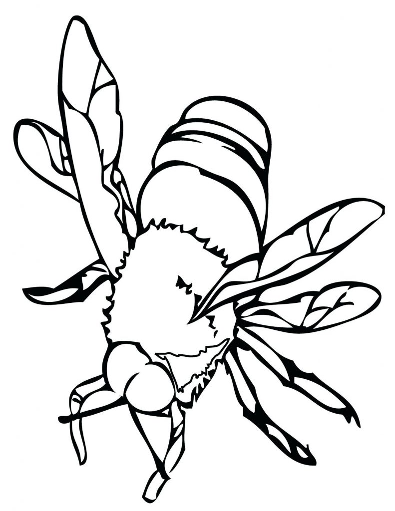 Get 85 Insect Coloring Pages Preschool Ideas 3