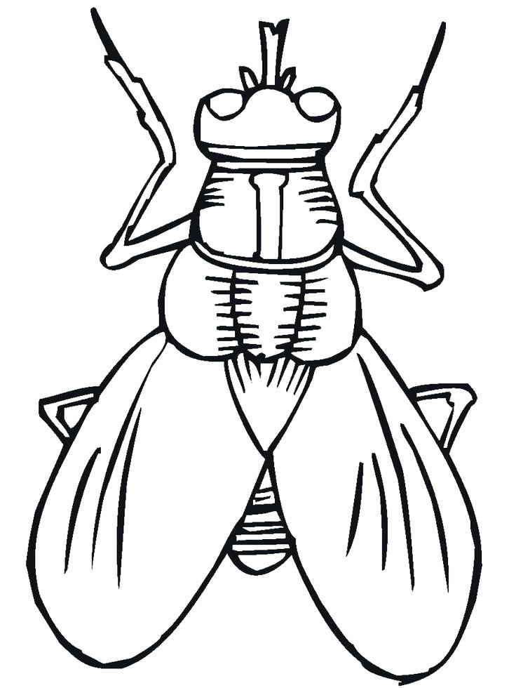 Get 85 Insect Coloring Pages Preschool Ideas 35