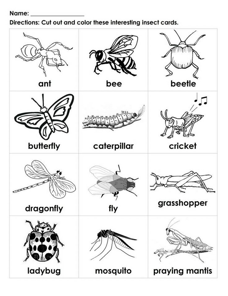 Get 85 Insect Coloring Pages Preschool Ideas 39