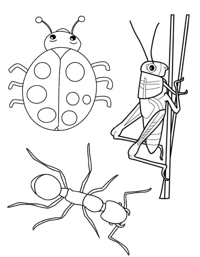 Get 85 Insect Coloring Pages Preschool Ideas 44