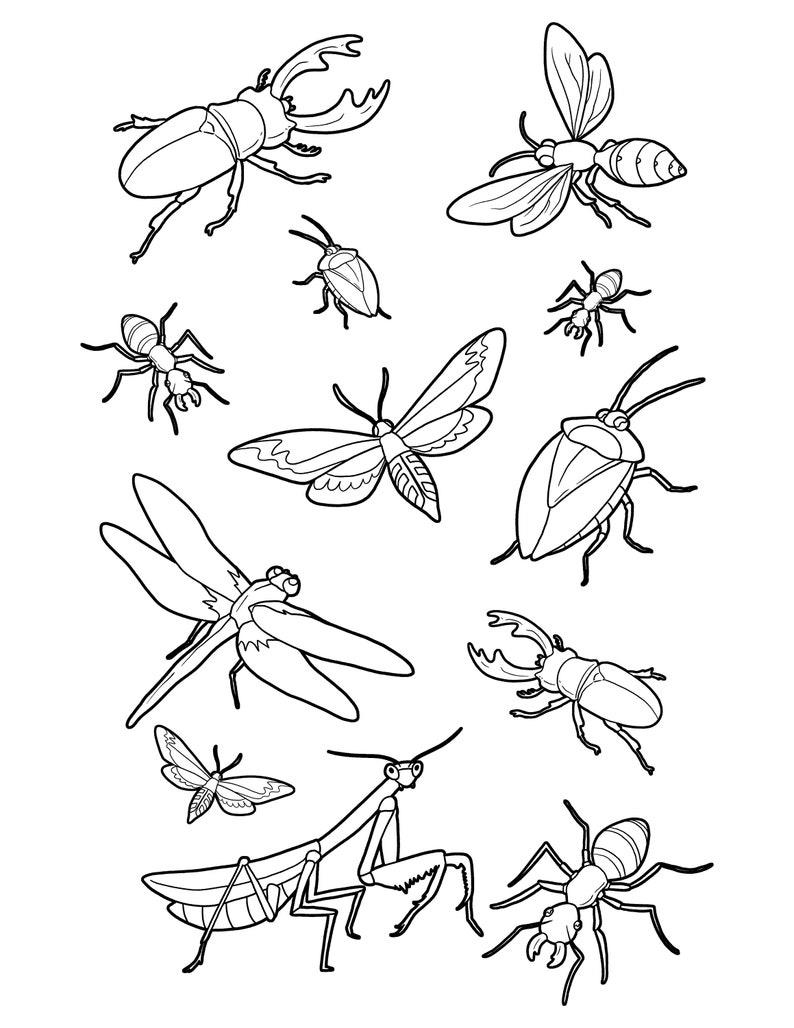 Get 85 Insect Coloring Pages Preschool Ideas 51