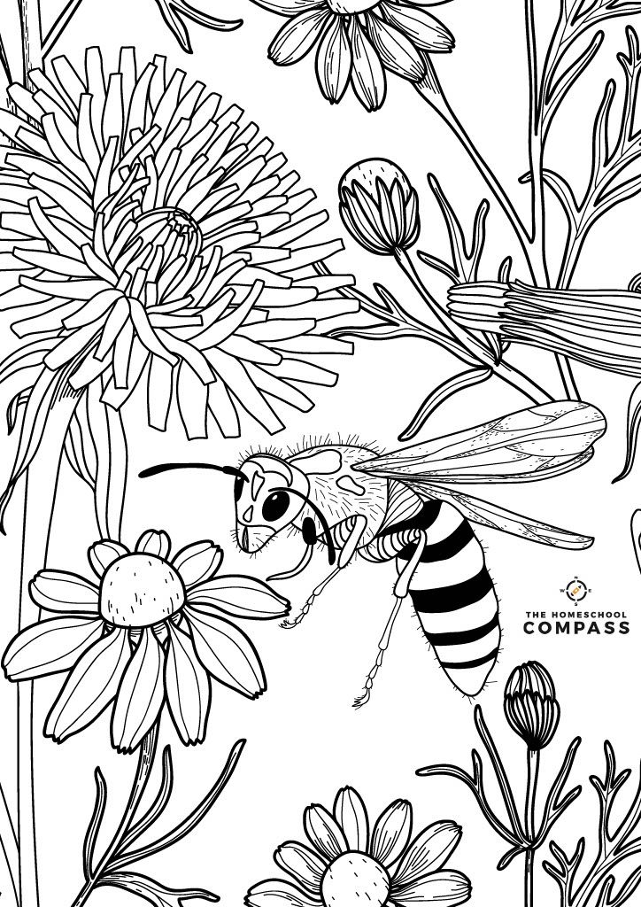 Get 85 Insect Coloring Pages Preschool Ideas 52