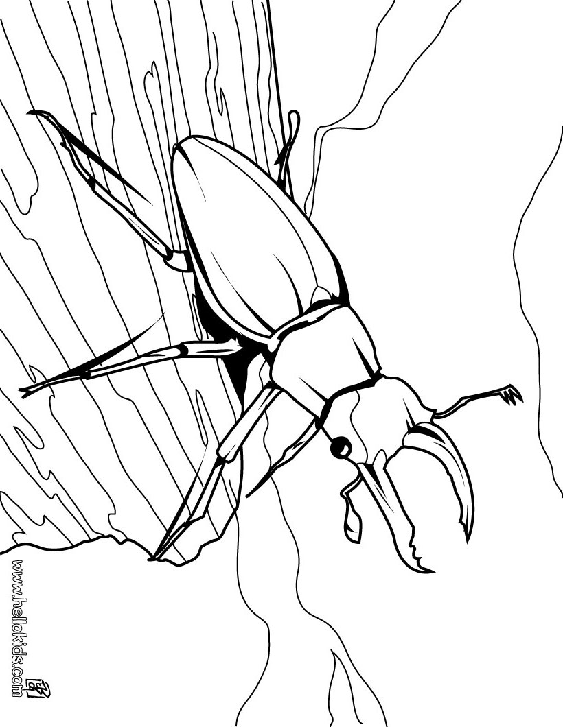 Get 85 Insect Coloring Pages Preschool Ideas 64