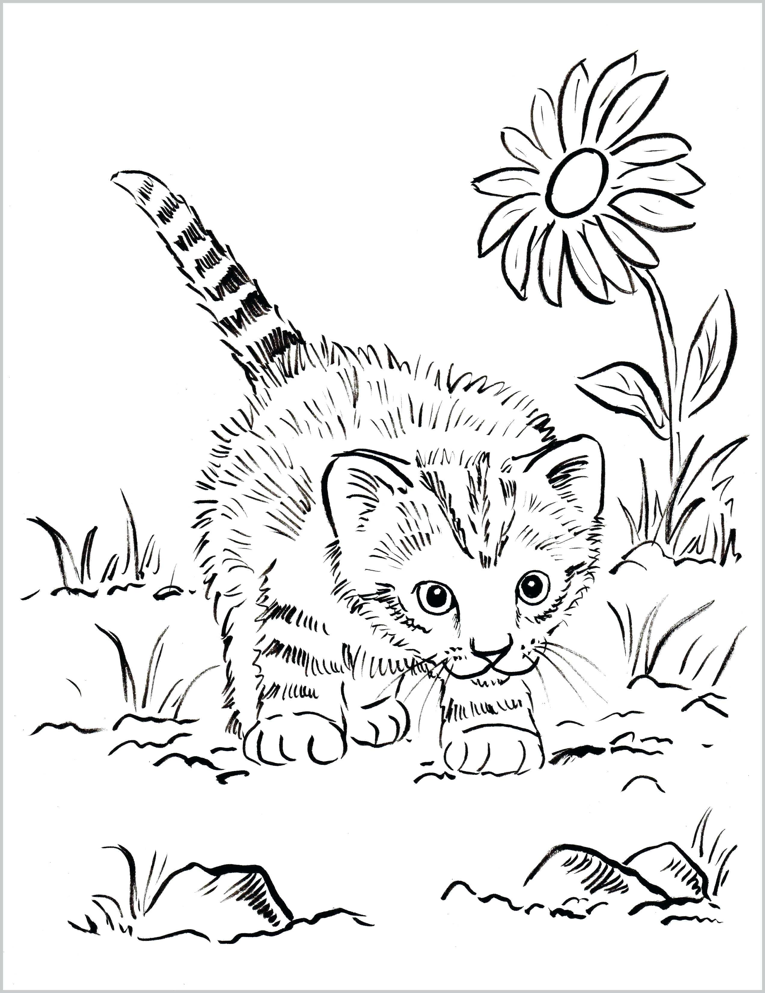 Get 85 Cat Pictures Coloring Pages Ideas 21